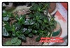 nematanthus gregarius goldfish plant. 학명Nematanthus gregarius.