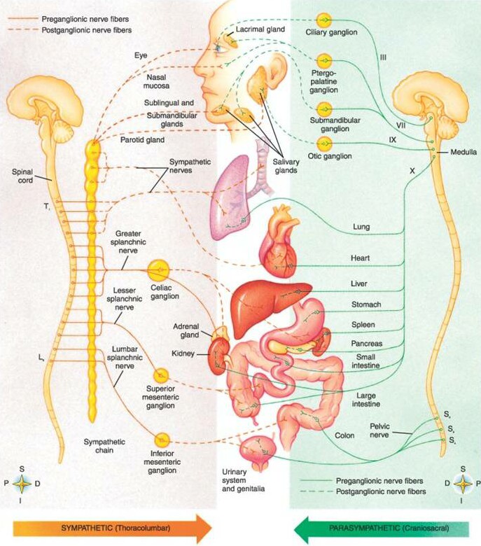 신경계기능장애의 일반적인 원인(A common source of nervous system dysfunction) : 네이버 블로그