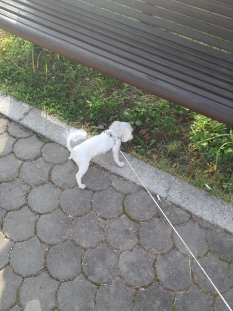 뽀숑폰 이미지