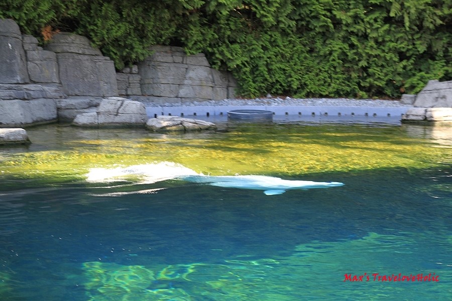 [밴쿠버일상] Vancouver Aquarium 밴쿠버 아쿠아리움 네이버 블로그