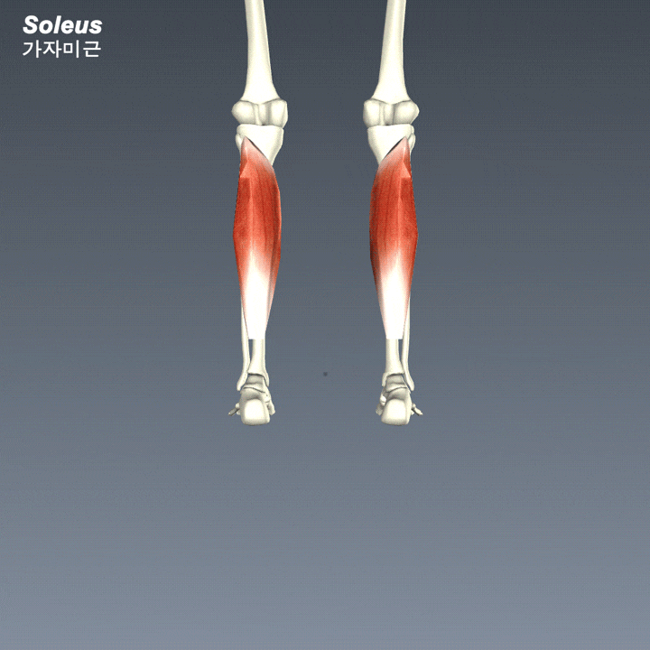 종아리(하퇴)의 근육 11 Soleus 가자미근 비근(腓筋) 네이버 블로그
