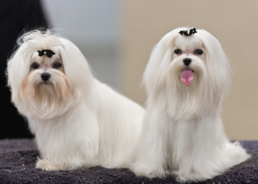 [애완견품종] 소형견품종 종류와 특징은? 네이버 블로그