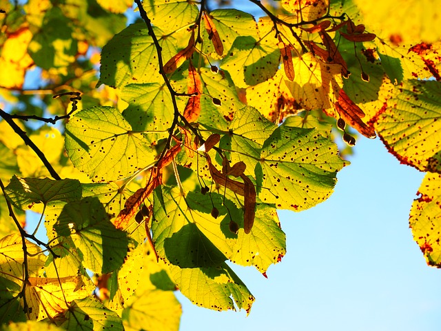 가을 햇빛 보약. 호주직구 원파인즈 블로그