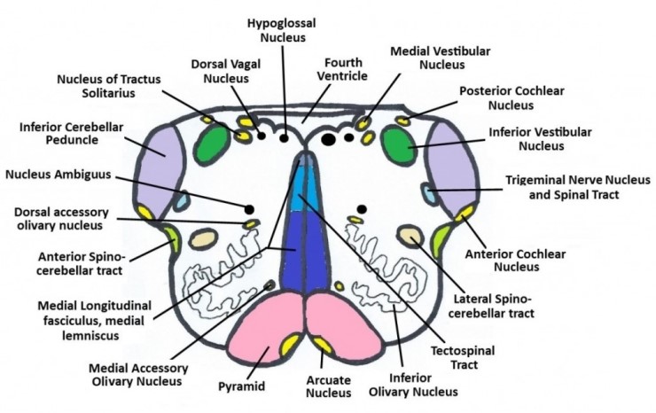 신경해부학 brain stem medulla oblongata : 네이버 블로그