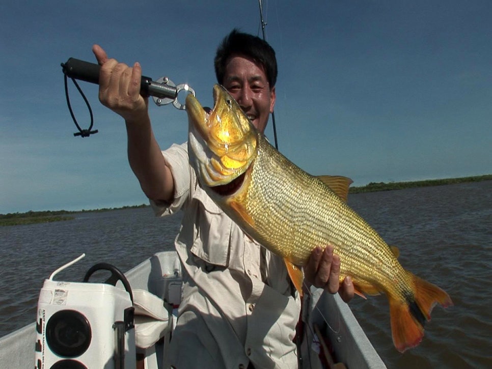 Dorado 도라도 해외낚시 아르헨티나 낚시 : 네이버 블로그