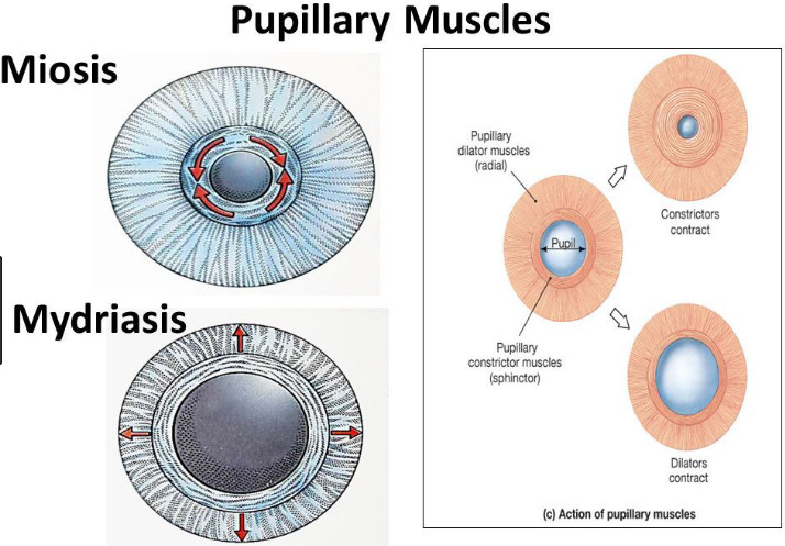 pupillary muscles & ciliary muscle : 네이버 블로그