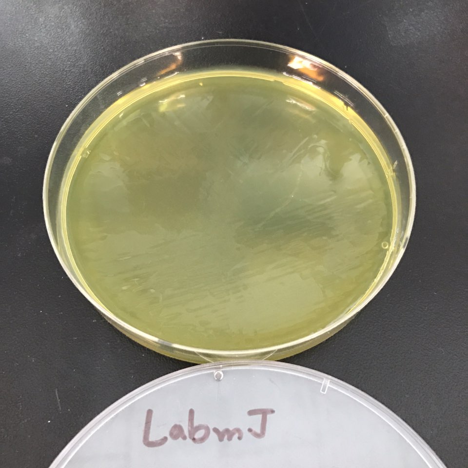 리스테리아 모노사이토제네스(Listeria monocytogenes) 식품공전 시험법 : 네이버 블로그