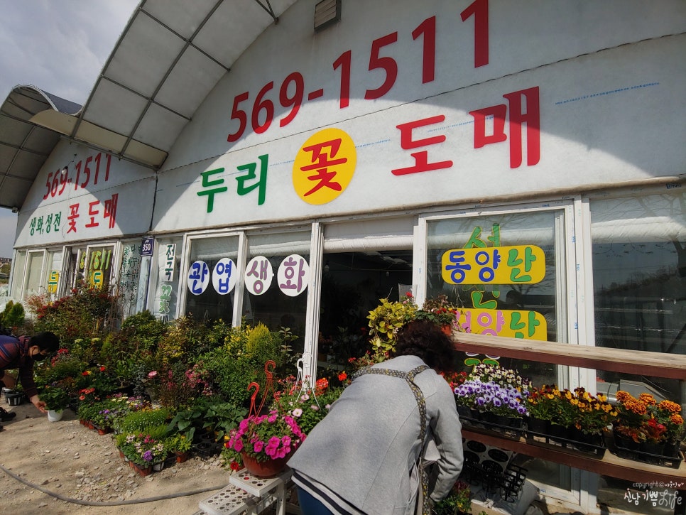 두리꽃도매 이미지
