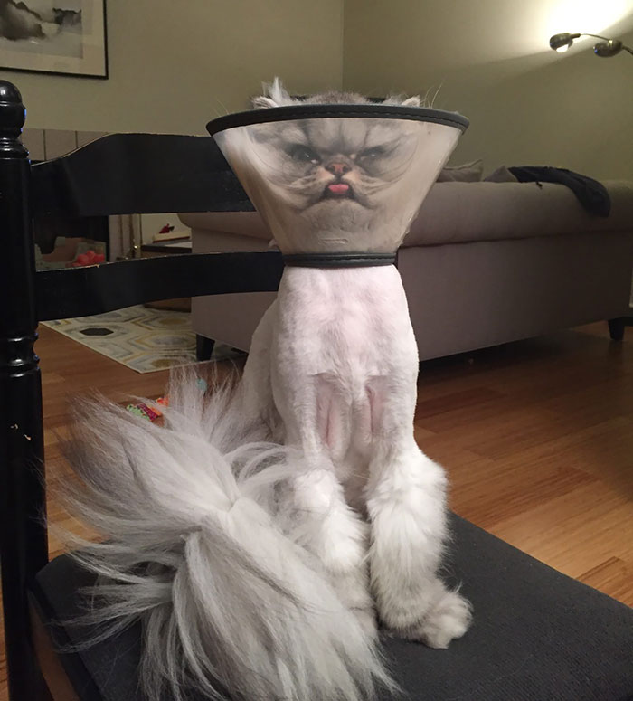 funny-pets-with-cones-7-5eda0794b1028__700.jpg?type=w2