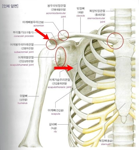 [어깨 관절 운동해부학 1편] 어깨 넓어지는 운동 하기전에 한번 읽어보면 좋은 포스팅..!! : 네이버 블로그