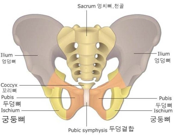 기초 해부 생리#2/간호조무사 스터디 : 네이버 블로그